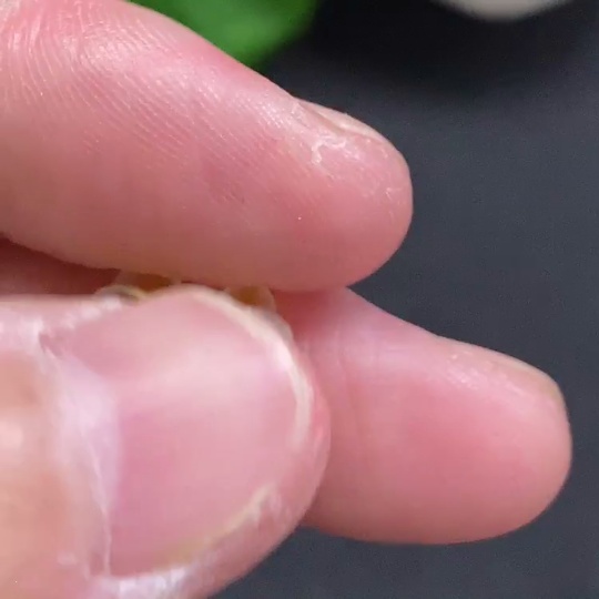 F34001329 Jadeite Cabochon Stud Earrings Non-Gold Setting Total Weight Approx. 0.7g