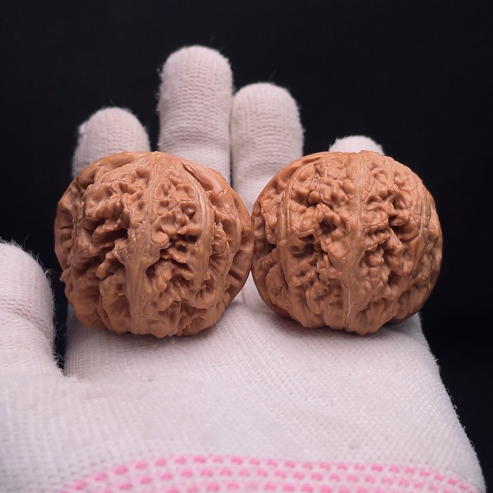 W33937035 Thick-veined Walnut