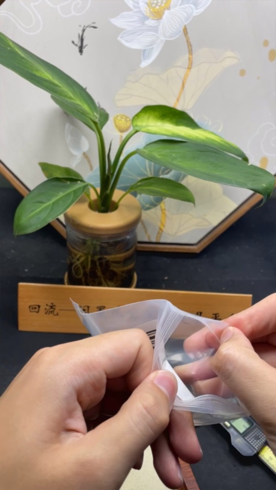 F33905586 Jadeite Cabochon Sell as a Lot