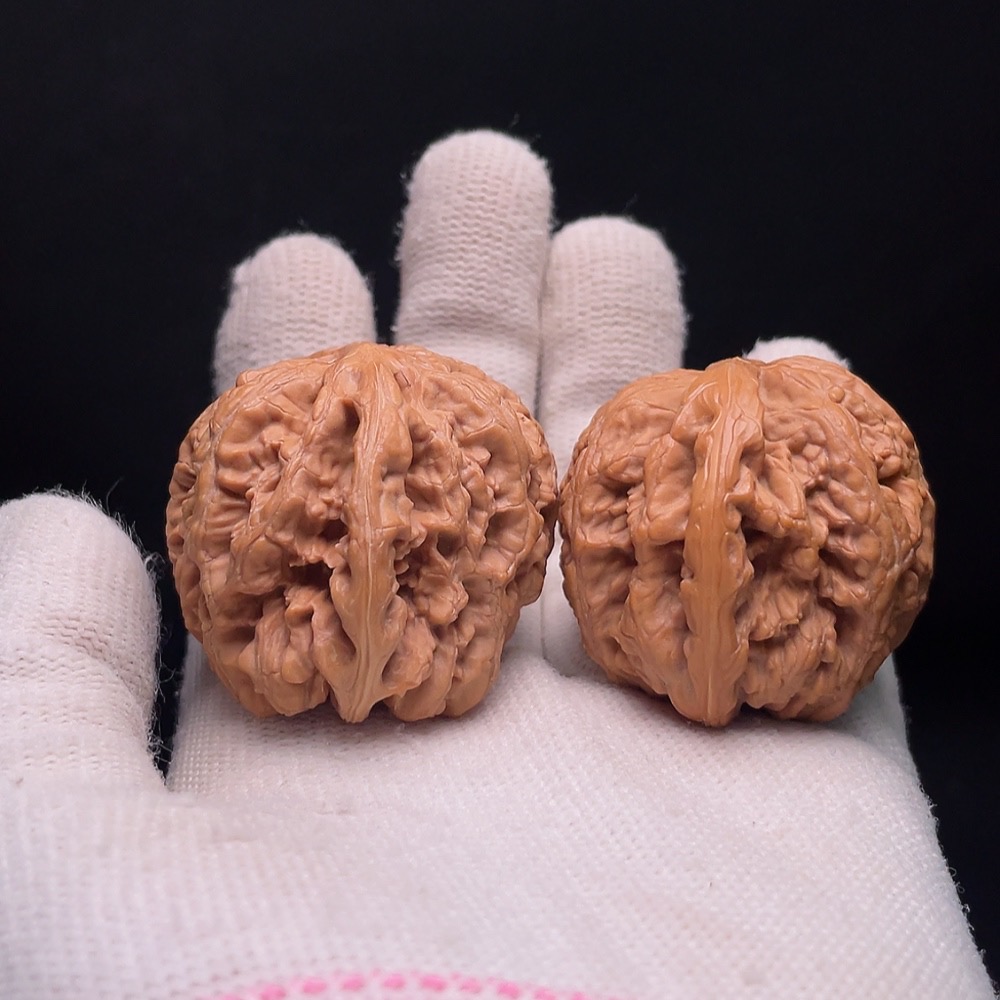 W33937035 Thick-veined Walnut