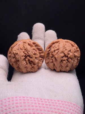W33937035 Thick-veined Walnut
